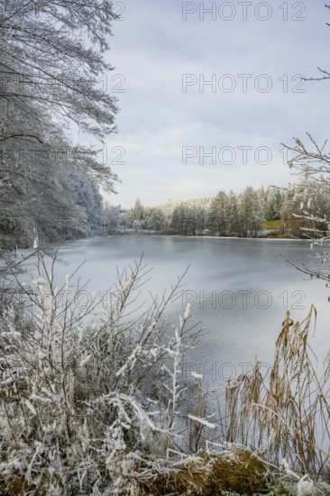 A frozen pont in a valley surrounded by a mixed forest with norway spruce (Picea abies) and European beech (Fagus sylvatica) white from roarfrost, on a sunny day in winter, Bavaria, Germany