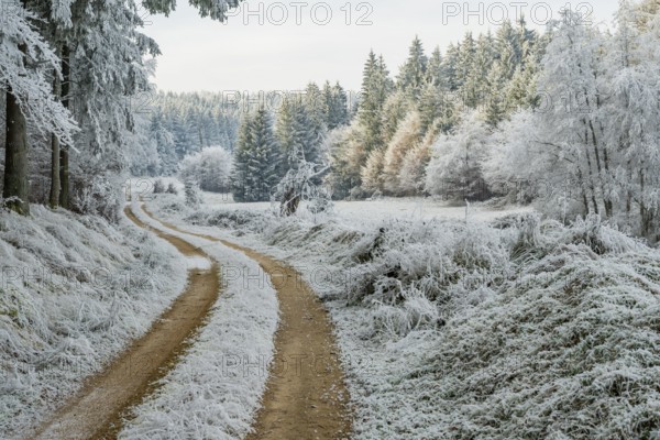 Forest road going through a beautiful landscape with forest, meadows and bushes, white from roarfrost, on a sunny day in winter, Bavaria, Germany