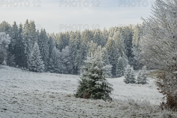 Meadow in a valley surrounded by a mixed forest with norway spruce (Picea abies) and European beech (Fagus sylvatica) white from roarfrost, on a sunny day in winter, Bavaria, Germany