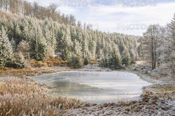 A frozen pont in a valley surrounded by a mixed forest with norway spruce (Picea abies) and European beech (Fagus sylvatica) white from roarfrost, on a sunny day in winter, Bavaria, Germany