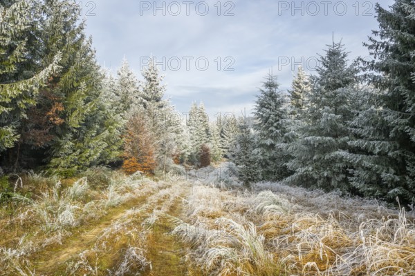 Walking trail going through a mixed forest white from roarfrost on a sunny day in winter, Bavaria, Germany
