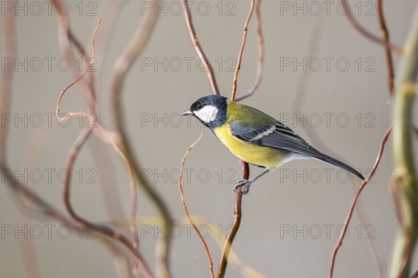 Great tit (Parus major) sitting on a branch, Bavaria, Germany