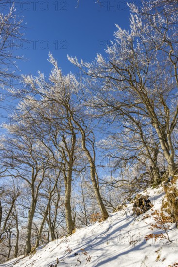 European beech (Fagus sylvatica) trees in a forest with hoarfrost on the branches in winter, Vápec, Horná Poruba, Slovakia