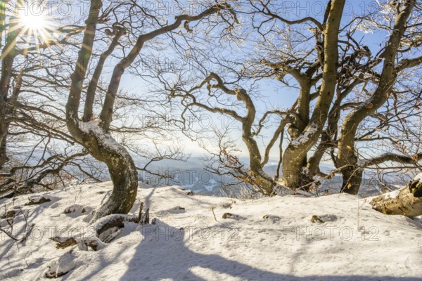 European beech (Fagus sylvatica) trees in a forest with hoarfrost on the branches in winter, Vápec, Horná Poruba, Slovakia