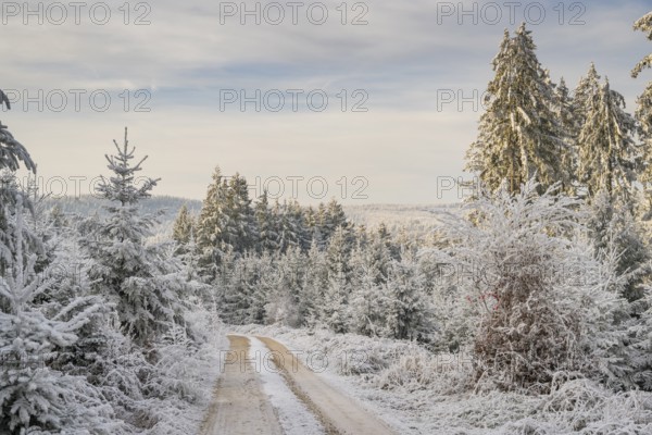 Forest road going through a mixed forest white from roarfrost on a sunny day in winter, Bavaria, Germany