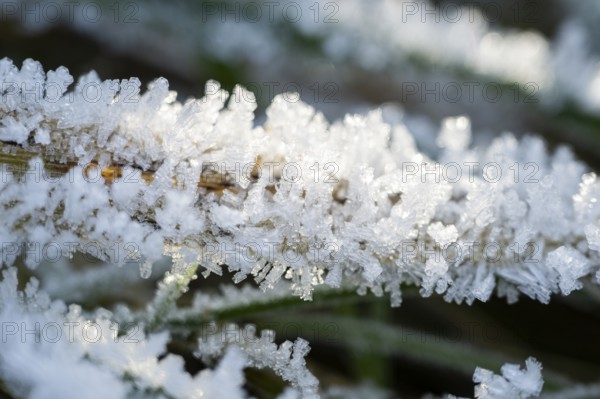 Ice crystals from roarfrost on grass blades in winter, Bavaria, Germany