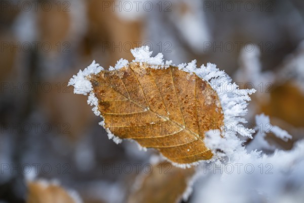 Ice crystals from roarfrost on a common beech (Fagus sylvatica) leaf at sunshine in winter, Bavaria, Germany
