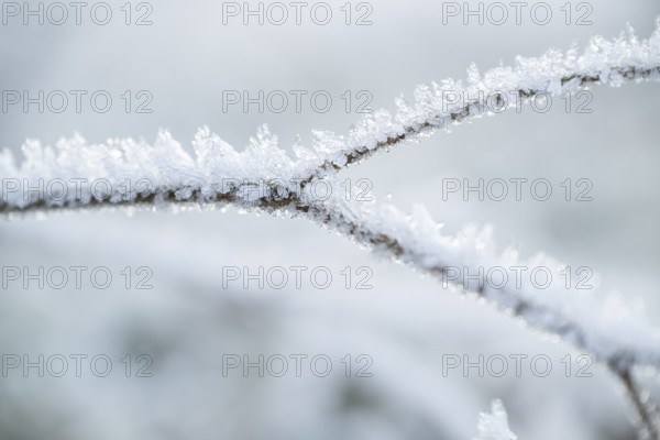 Ice crystals from roarfrost on grass blades in winter, Bavaria, Germany