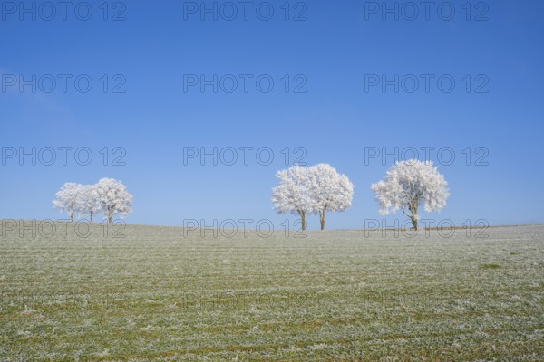 Silver lime trees (Tilia tomentosa) with hoarfrost on the branches standing on a meadow on a sunny day with blue sky in the background in winter, Bavaria, Germany