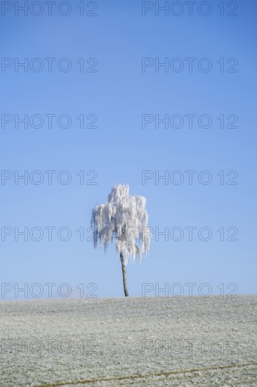 Silver birch (Betula pendula) standing on a meadow with hoarfrost on the branches in front of blue sky at sunshine in winter, Bavaria, Germany