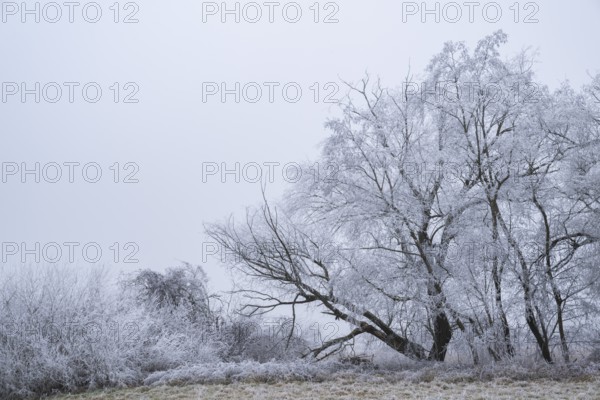 Eastern crack-willow (Salix euxina) standing on a meadow with hoarfrost on the branches in winter, Bavaria, Germany