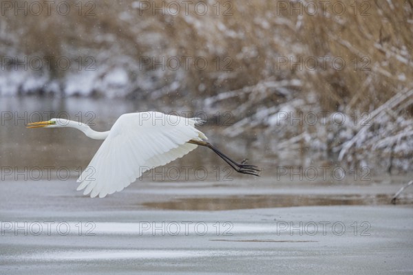 Great White Egret (Egretta alba) Germany