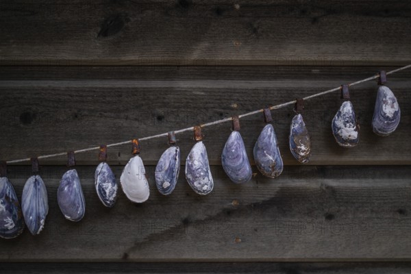 Shell necklace on a wooden wall, Resö Island, Bohuslän, Skagerrak, Sotenäs, Västra Götalands län, Sweden