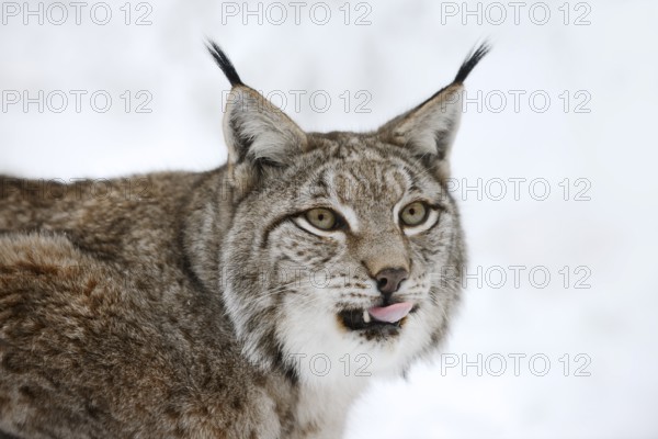 Eurasian lynx (Lynx lynx) in winter, portrait, captive, Germany