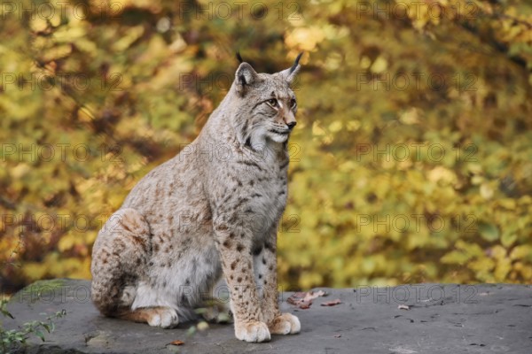 Eurasian lynx (Lynx lynx) sitting on a stone in autumn, captive, Germany