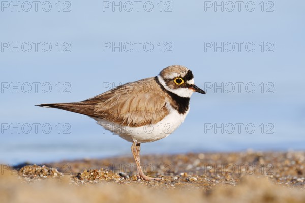 Little Ringed Plover (Charadrius dubius), North Rhine-Westphalia, Germany