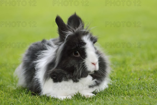 Lionhead rabbit (Oryctolagus cuniculus forma domestica) in a meadow, North Rhine-Westphalia, Germany