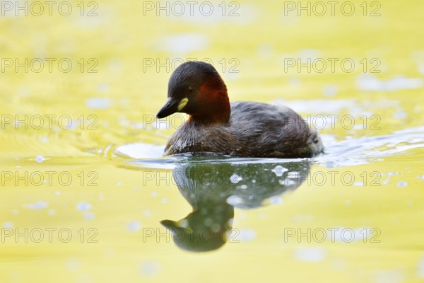 Little grebe (Tachybaptus ruficollis), North Rhine-Westphalia, Germany