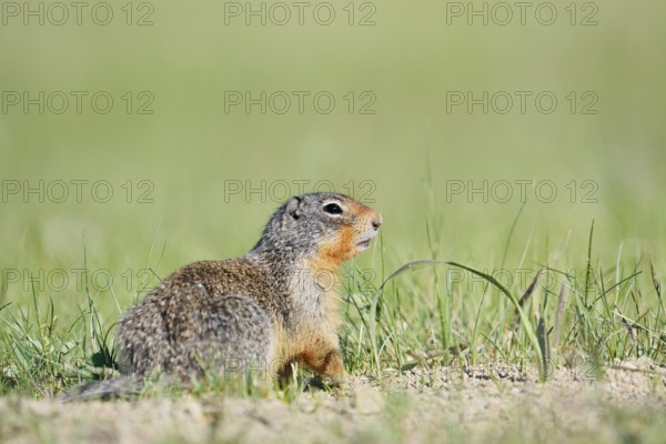 Columbia ground squirrel (Urocitellus columbianus, Spermophilus columbianus), Jasper National Park, Alberta, Canada