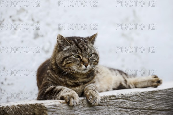Domestic cat (Felis catus) lying on a wooden bench, Brittany, France