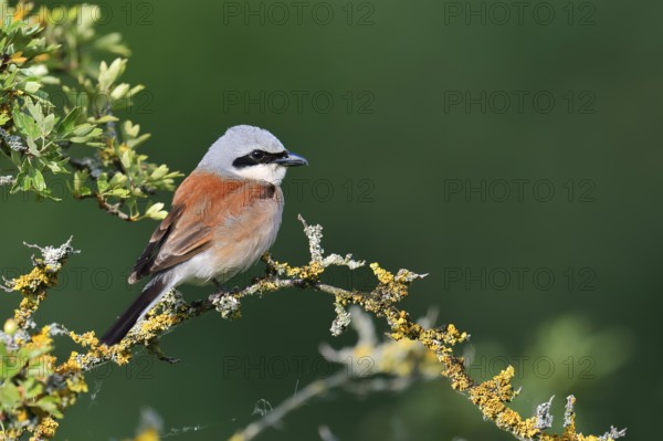Red-backed shrike (Lanius collurio), male, North Rhine-Westphalia, Germany