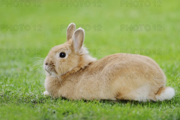 Dwarf rabbit (Oryctolagus cuniculus forma domestica) in a meadow, North Rhine-Westphalia, Germany