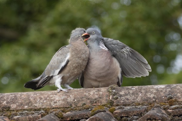 Wood pigeon (Columba palumbus) adult parent bird feeding a juvenile baby squab bird on an urban house roof, England, United Kingdom