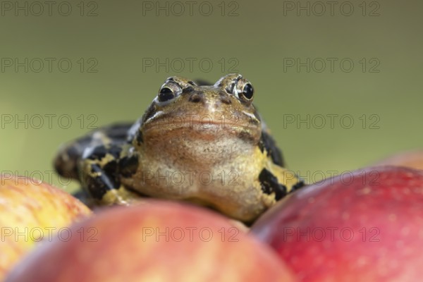 Common frog (Rana temporaria) adult amphibian on a fallen apple in a garden, England, United Kingdom
