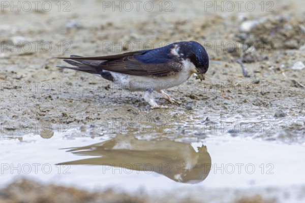 Common house martin, northern house martin (Delichon urbicum) collecting mud in beak from puddle for building nest in spring
