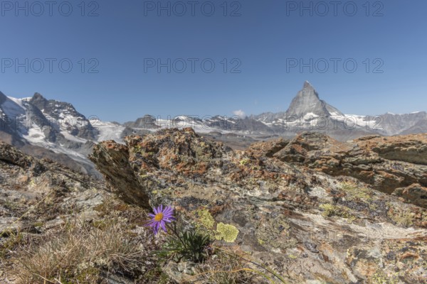 A solitary purple wildflower Aster des Alpes (Aster alpinus) rises from the rocky ground and displays its vibrant colour against the stone. The Matterhorn mountain towers majestically in the background on a bright day. Zermatt, Valais, Alps, Swiss