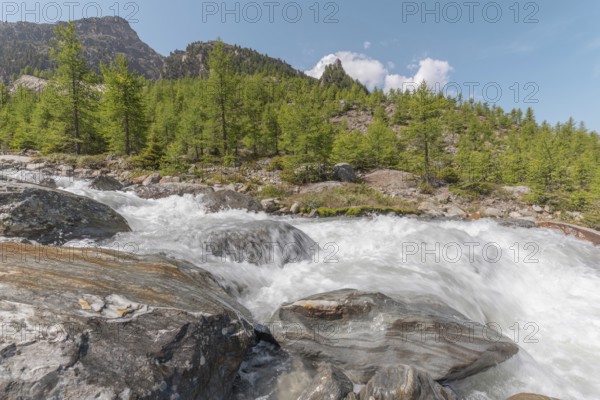A rushing river cascades over smooth stones, surrounded by lush green trees and majestic mountains. The bright blue sky adds to the peaceful summer atmosphere. Grachen, Viege, Valais, Swiss