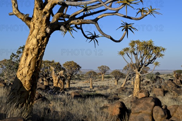 Quiver trees (Aloe dichotoma), quiver tree forest near Keetmanshoop, Karas Region, Namibia