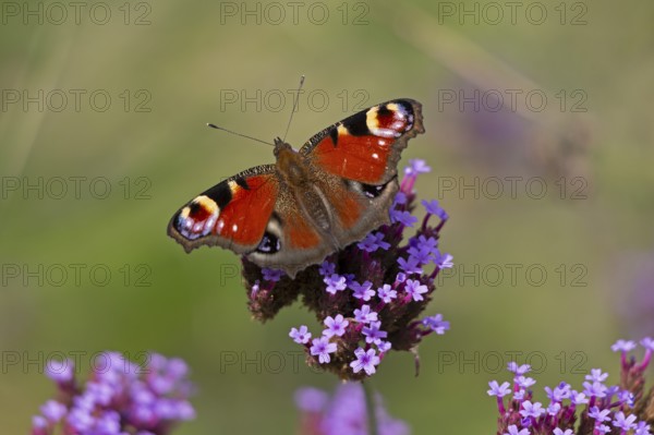 Butterfly, peacock butterfly (Aglais io), Purpletop vervain (Verbena bonariensis), Burgstemmen, Nordstemmen, Lower Saxony, Germany