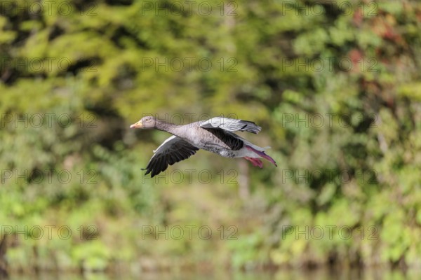 An adult greylag goose (Anser anser) lands on a lake on a sunny day. Bavaria, Germany