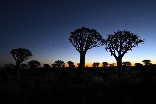 Quiver trees (Aloe dichotoma), blue hour, quiver tree forest near Keetmanshoop, Karas Region, Namibia