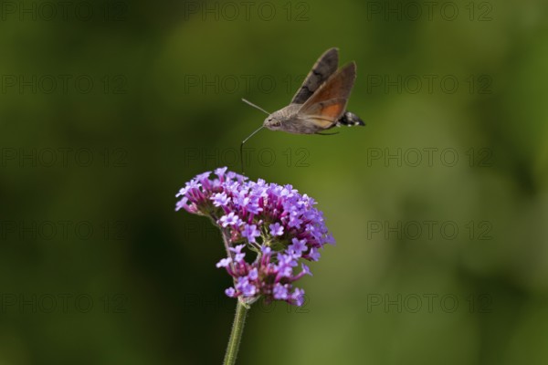 Butterfly, pigeon tail (Macroglossum stellatarum), also known as hummingbird butterfly or hummingbird hawk moth, Purpletop vervain (Verbena bonariensis), Burgstemmen, Nordstemmen, Lower Saxony, Germany