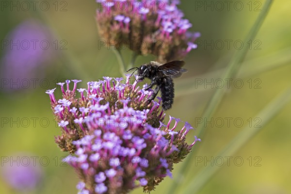 Wood bee (Xylocopa), Purpletop vervain (Verbena bonariensis), Burgstemmen, Nordstemmen, Lower Saxony, Germany