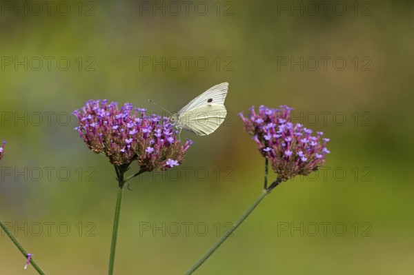 Butterfly, Cabbage butterfly (Pieris brassicae), Purpletop vervain (Verbena bonariensis), Burgstemmen, Nordstemmen, Lower Saxony, Germany
