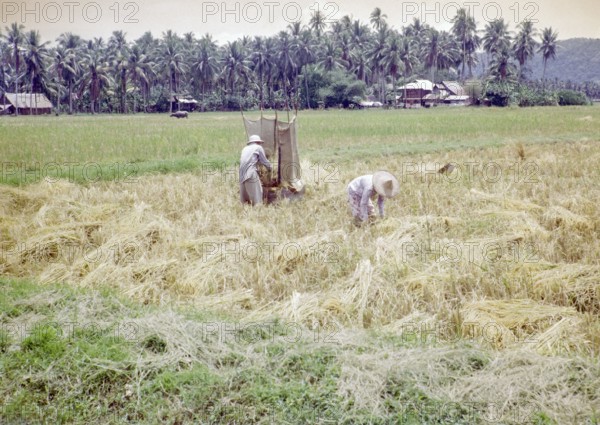 Rice cultivation paddy fields rural farming agriculture countryside area, Penang, Penang Island, Malaya, Malaysia 1965