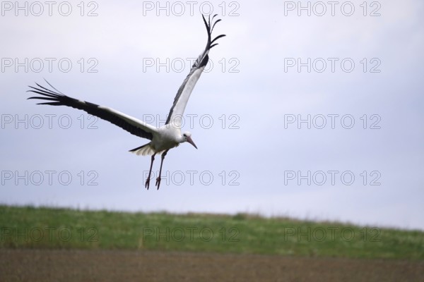 White stork, summer, Germany
