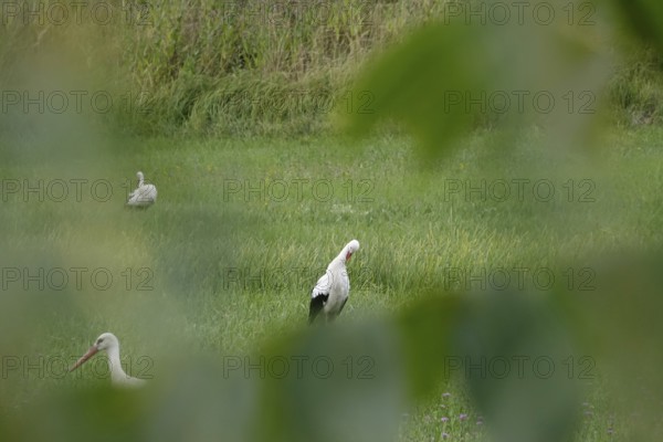 White storks, summer, Germany
