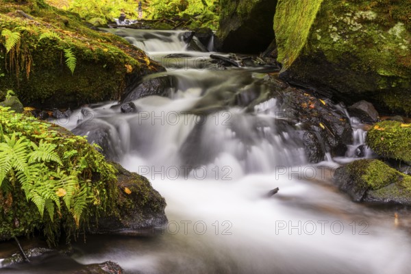 Stream through moss-covered stones, bracken fern (Pteridium aquilinum), Leptosporangiate ferns (Polypodiopsida), Karlstalschlucht, Trippstadt, Pfläzerwald, Rhineland-Palatinate, Germany