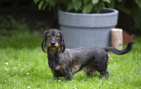 Rough-haired dachshund (Canis lupus familiaris) male, 4 years, attentive, in a meadow, in garden, Stuttgart, Baden-Württemberg, Germany