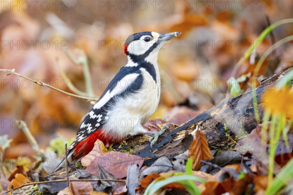 Great spotted woodpecker (Dendrocopus major) ml Germany