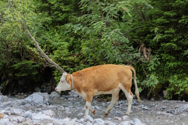 Holstein Friesian cattle crossing a creek on an alpine pasture. Eng valley, Austria