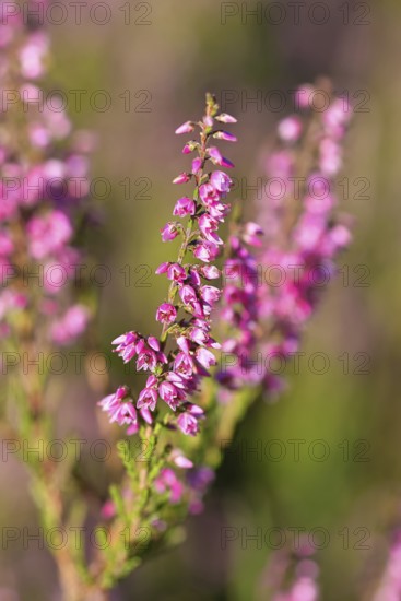Flowering heather (Calluna vulgaris), heather, Trupacher Heide nature reserve, Siegen, North Rhine-Westphalia, Germany