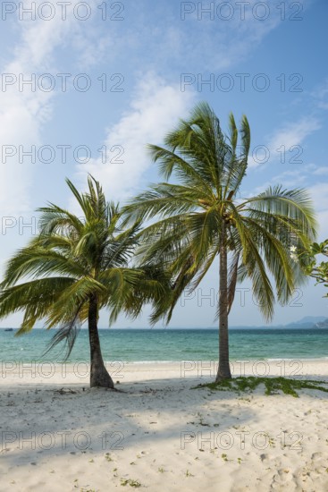 White sandy beach and coconut palms, Pearl Beach, Koh Mook, Trang Province, Southern Thailand, Andaman Sea, Thailand