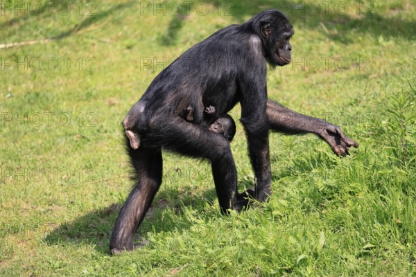 Bonobo (Pan Paniscus), pygmy chimpanzee, adult, female, juvenile, mother, social behaviour