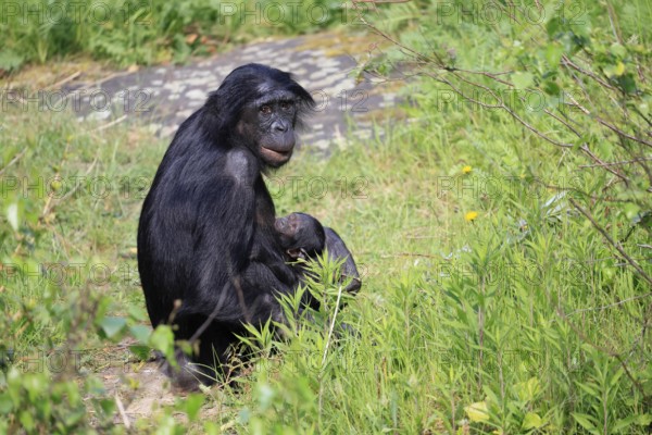Bonobo (Pan Paniscus), pygmy chimpanzee, adult, female, juvenile, mother, social behaviour, suckling