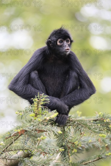 Brown-headed spider monkey (Ateles fusciceps rufiventris), alert, sitting, on tree, South America